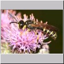 Cerceris arenaria - Sandknotenwespe m06 12mm.jpg